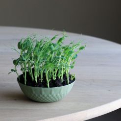 Alternative view of Sukkertøyskål, Lågen