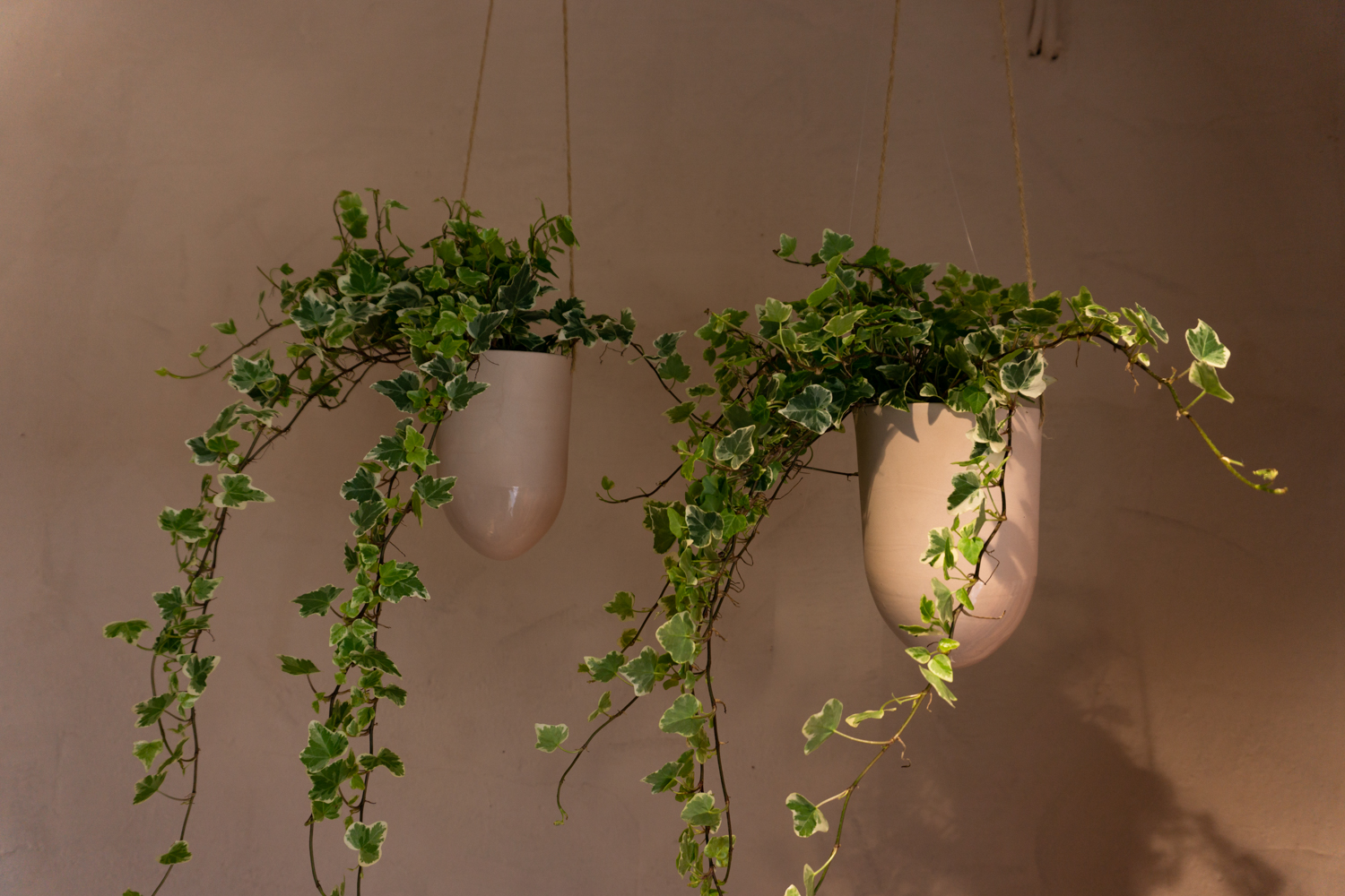 Ampel Liten, Rogn - Bilde 2