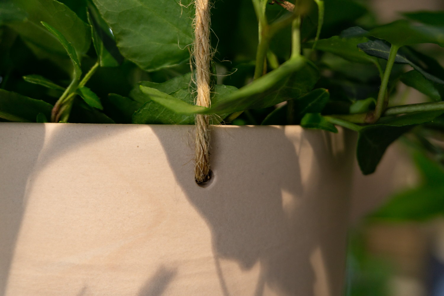 Ampel Liten, Rogn - Bilde 3