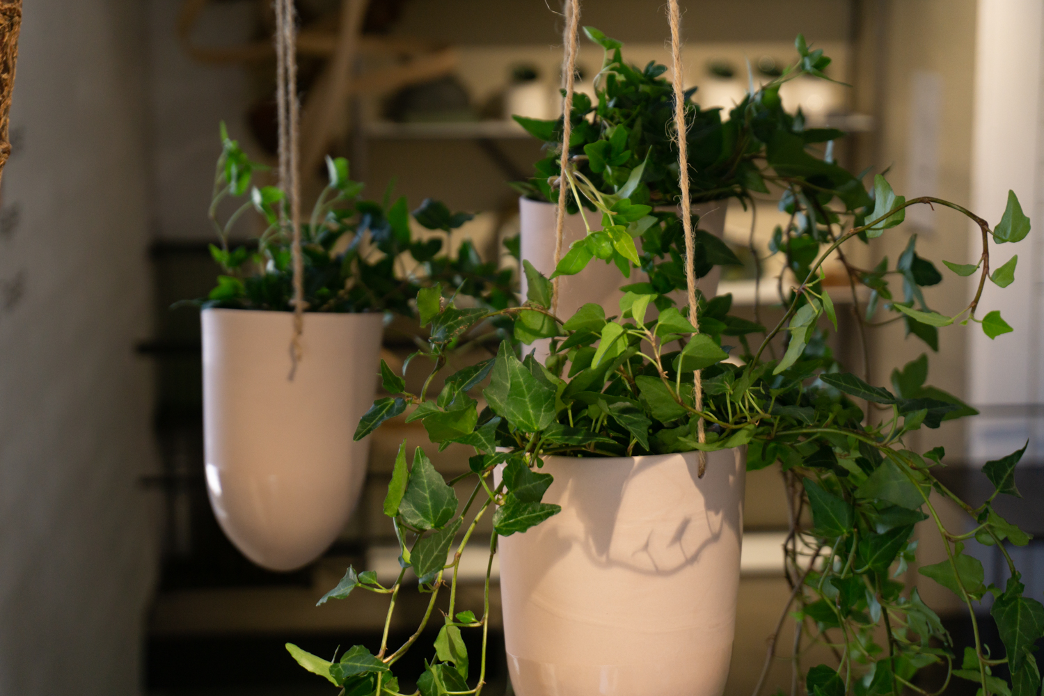 Ampel Liten, Rogn - Bilde 4